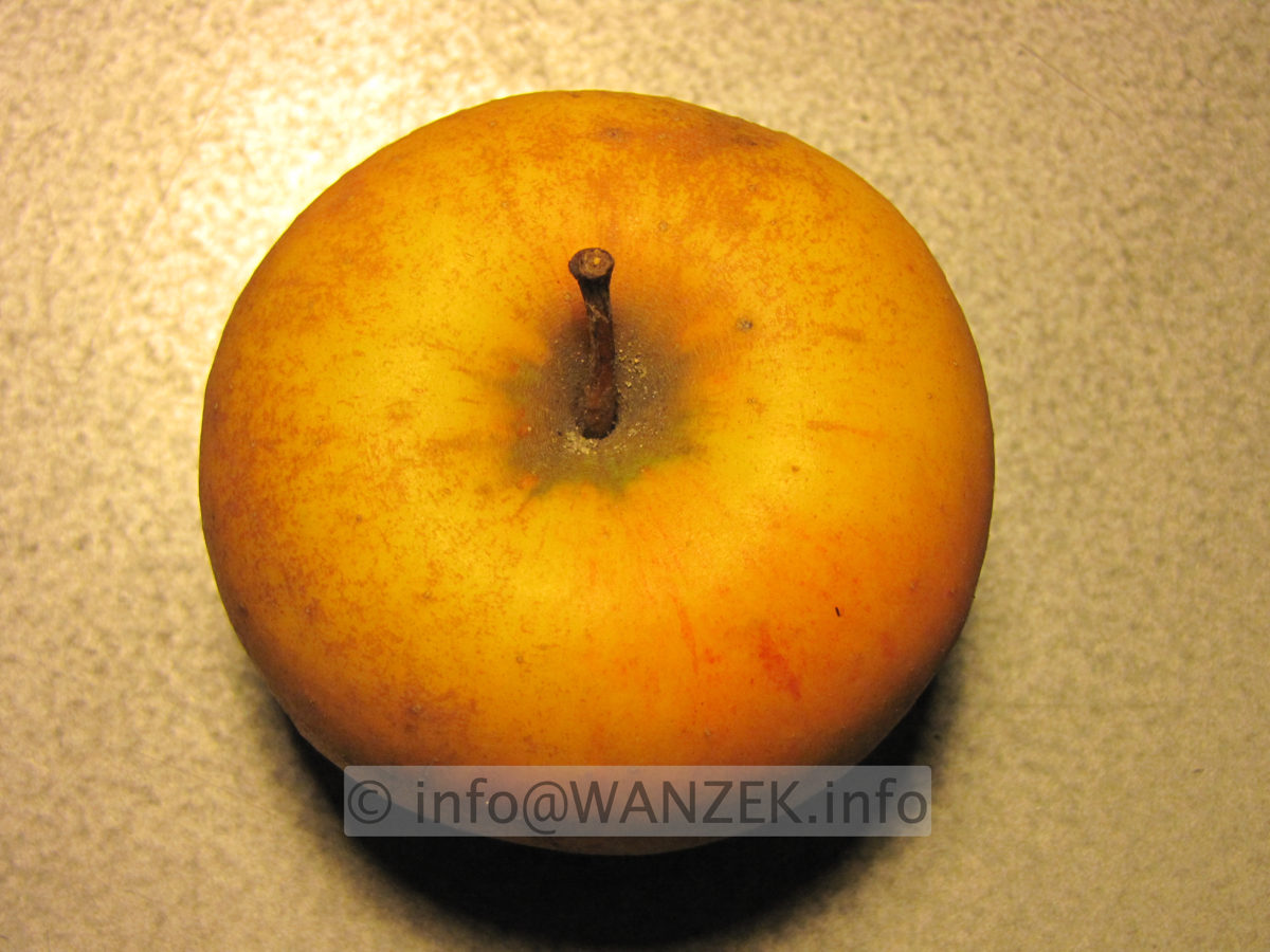 Apfel Goldparmaene 2.JPG
